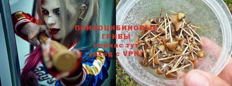 Галлюциногенные грибы Psilocybe Дюртюли